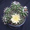 Copiapoa_longispina_1